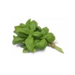 Genovese Basil