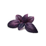 Purple Basil